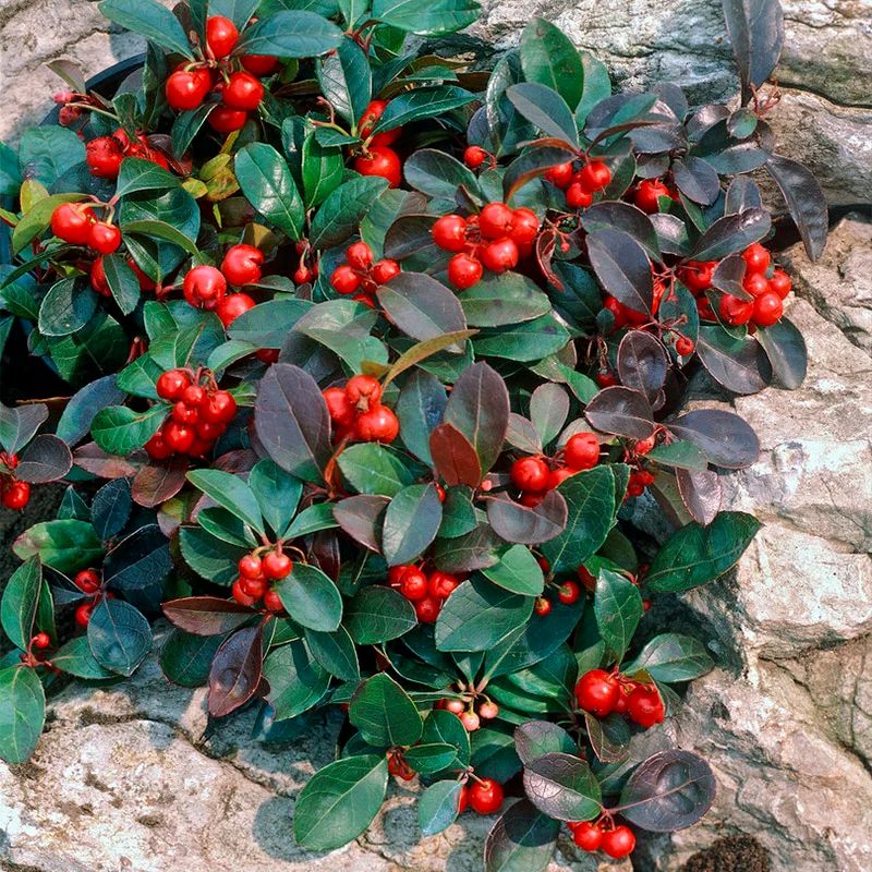 Wintergreen (Gaultheria)