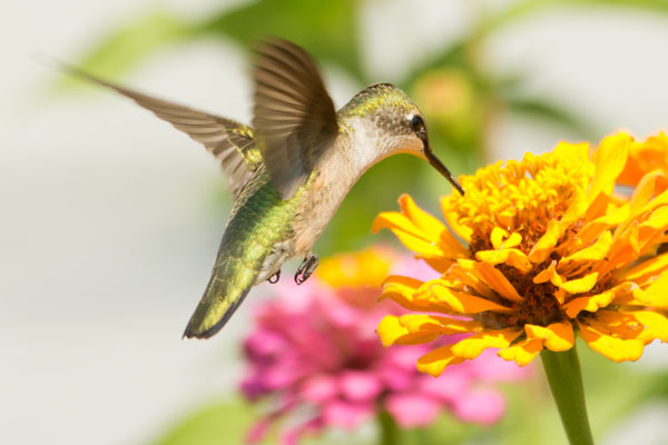 Plants to Attract Hummingbirds