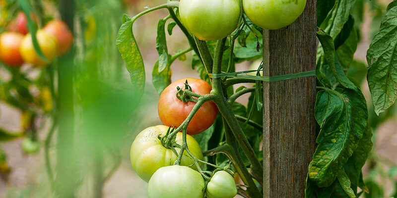 square viviana-piper-fLQ06LhT22g-unsplash