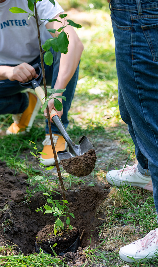 Backfilling tree, planting