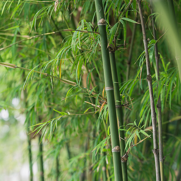 Bamboo