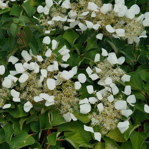 Climbing Hydrangea
