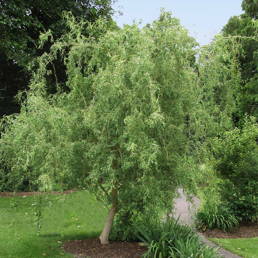 Corkscrew Willow tree