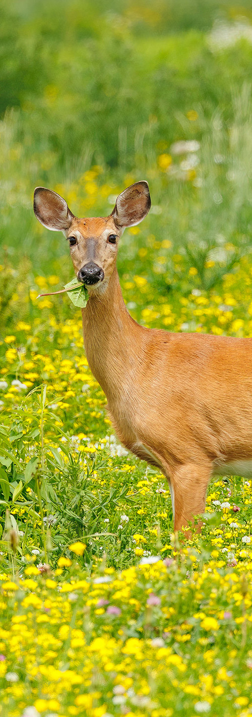 Deer Eating crop