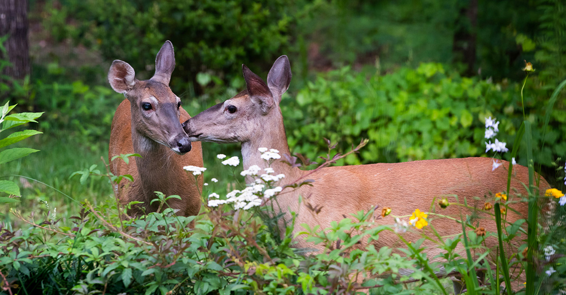 Deer in Garden