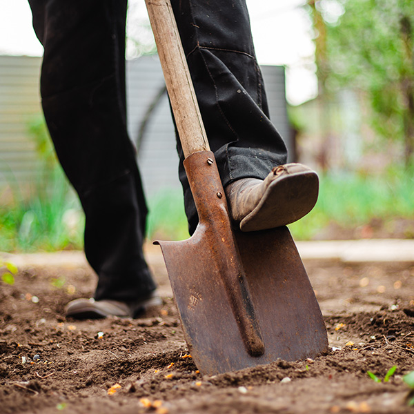 Planting and Care Guide for Trees and Shrubs