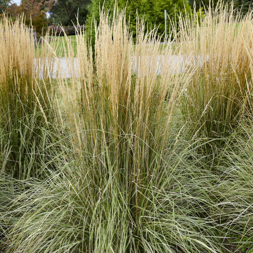 Feather Reed