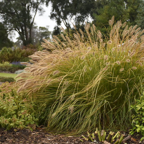 Fountain Grass, Pennisetum