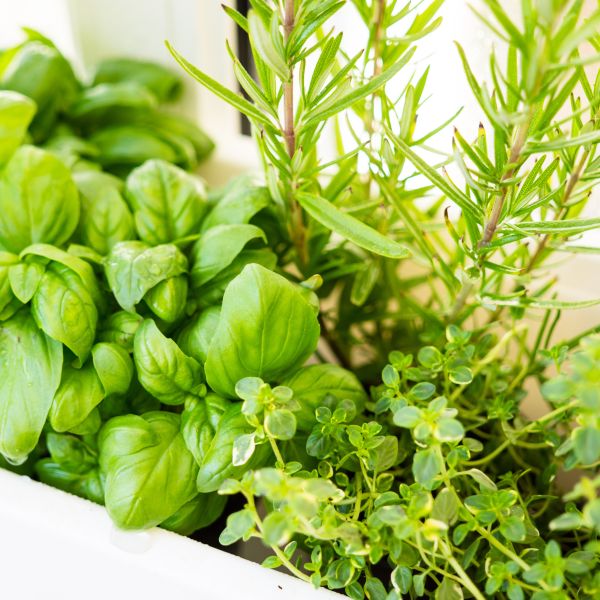 Herbs