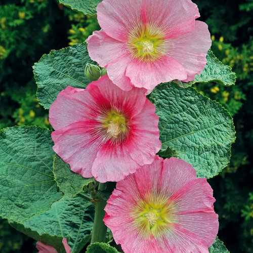 Hollyhock