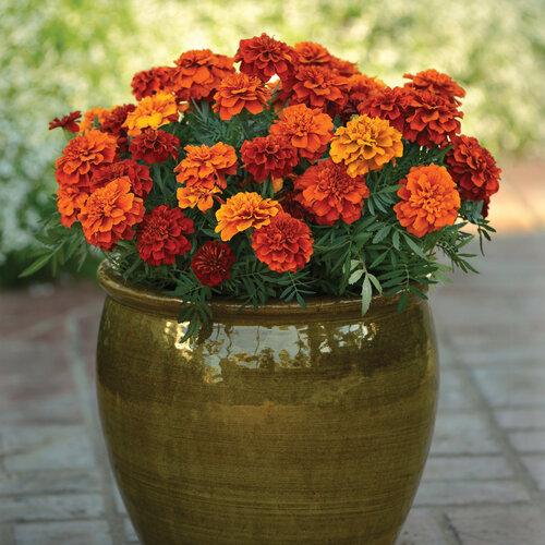 Marigold
