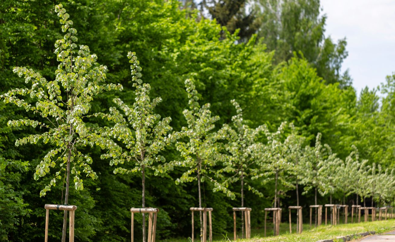Newly Planted Trees
