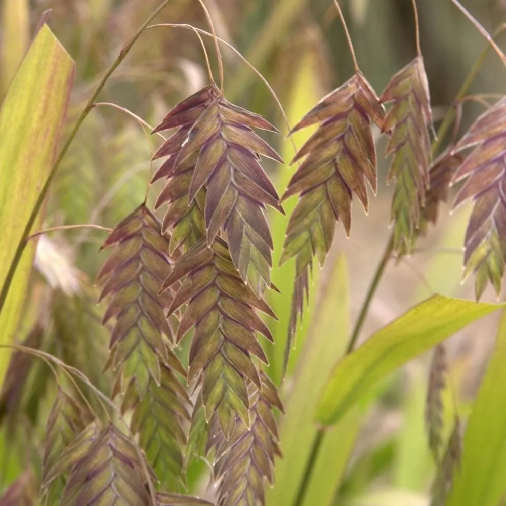 Northern Sea Oats
