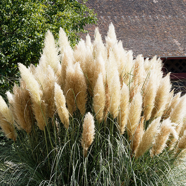 Pampas