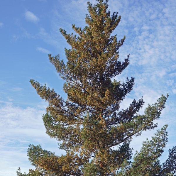 Pine Tree