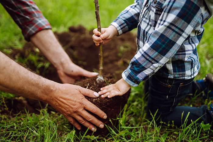 Planting Tree