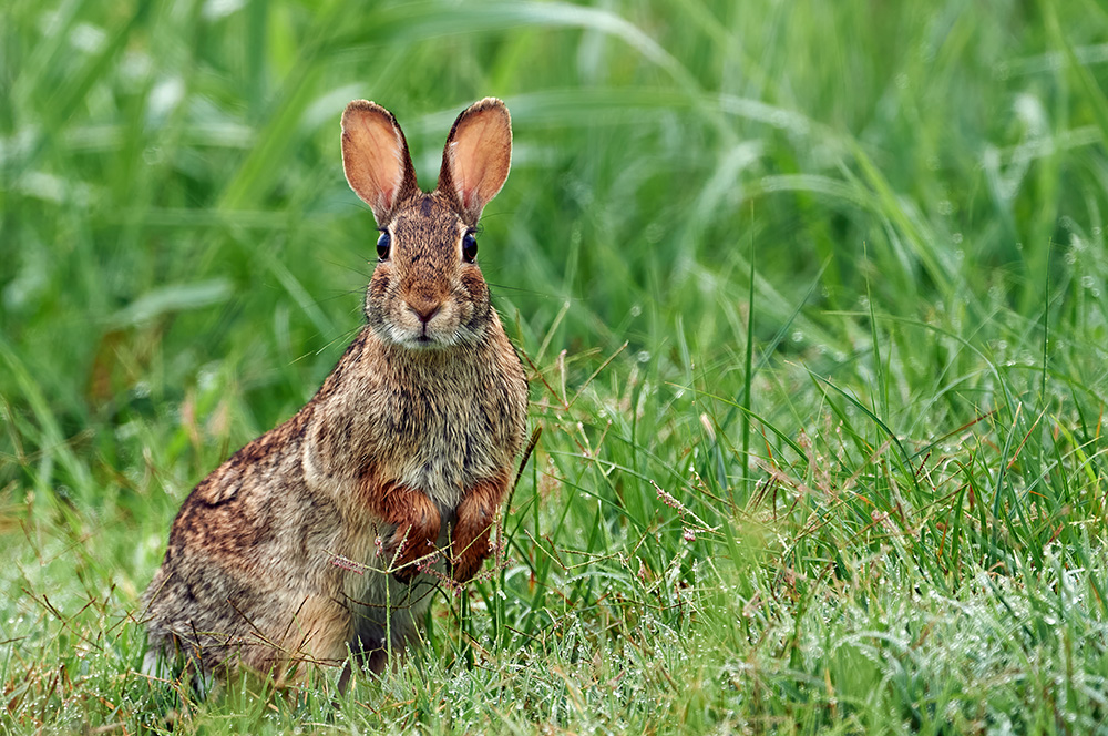 Rabbit