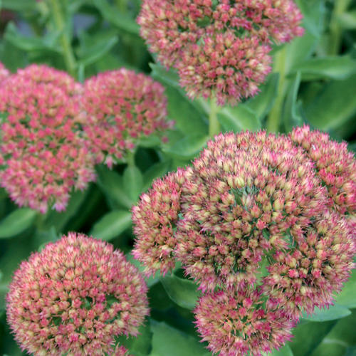 Sedum