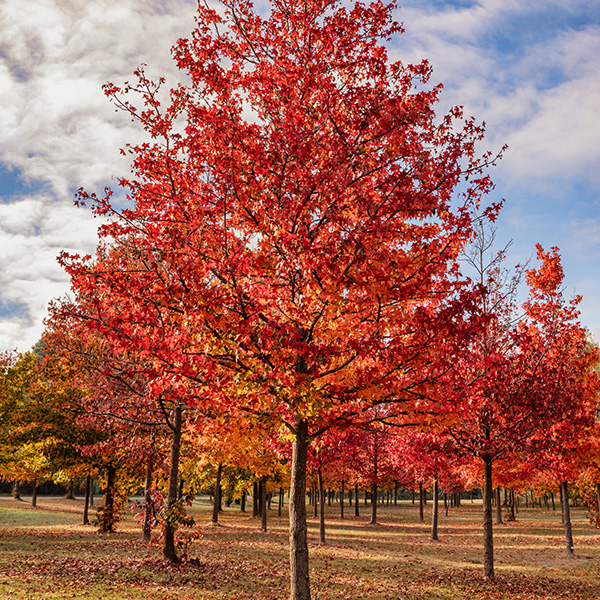 Sweetgum Tree