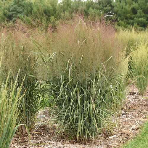 Switch Grass