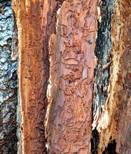 Tree damaged from insects