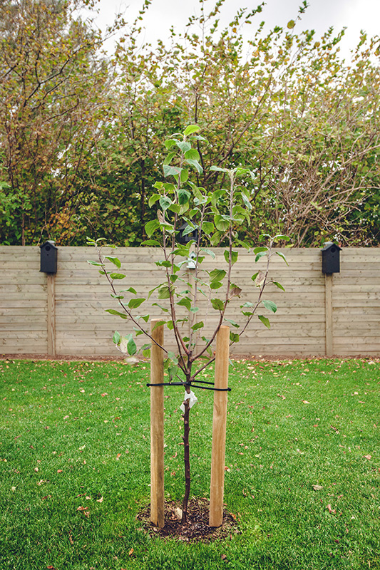 Tree with stakes