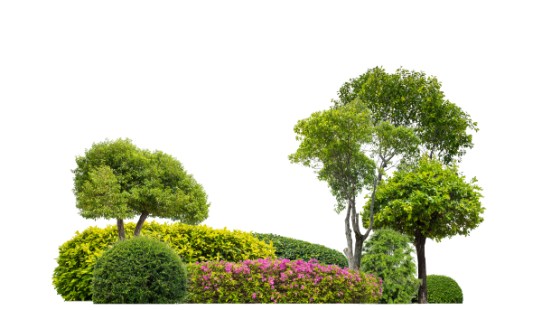 Trees & Shrubs