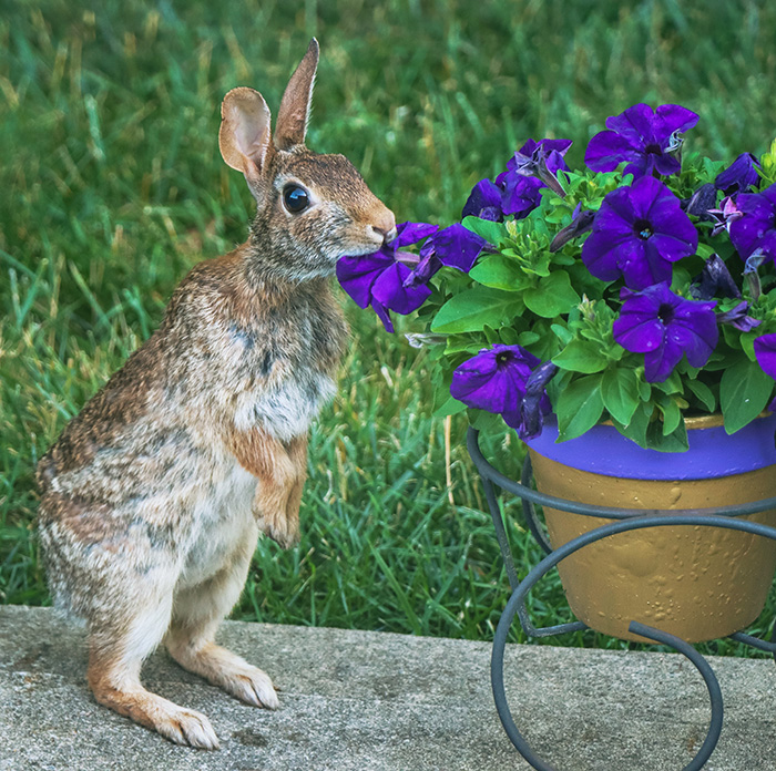 Deer and Rabbit Resistant Plants