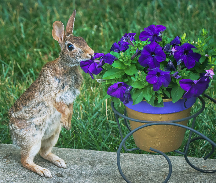 bunny eating flowers sm