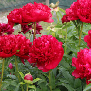 Christmas Velvet Red peony in full bloom