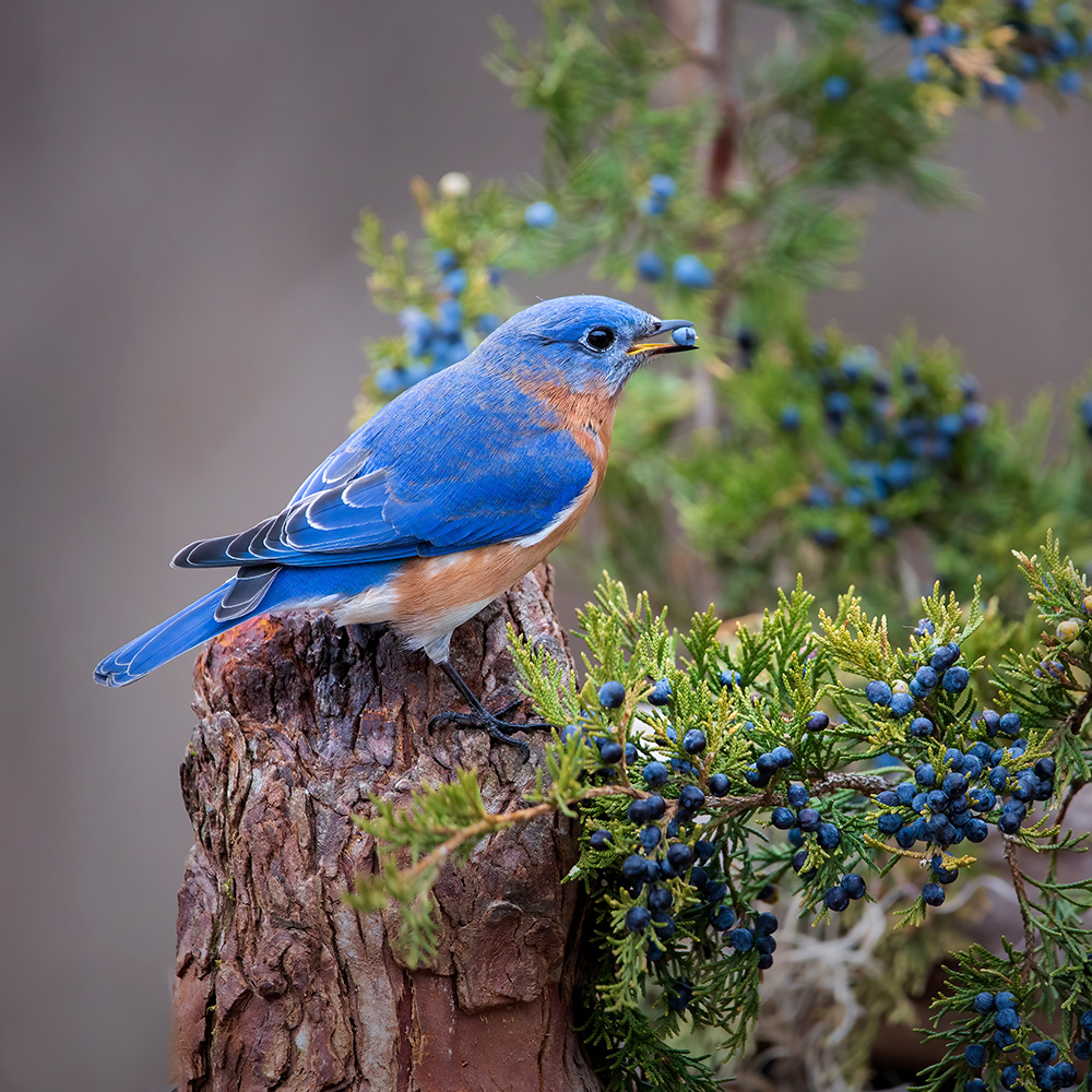 Blue Bird