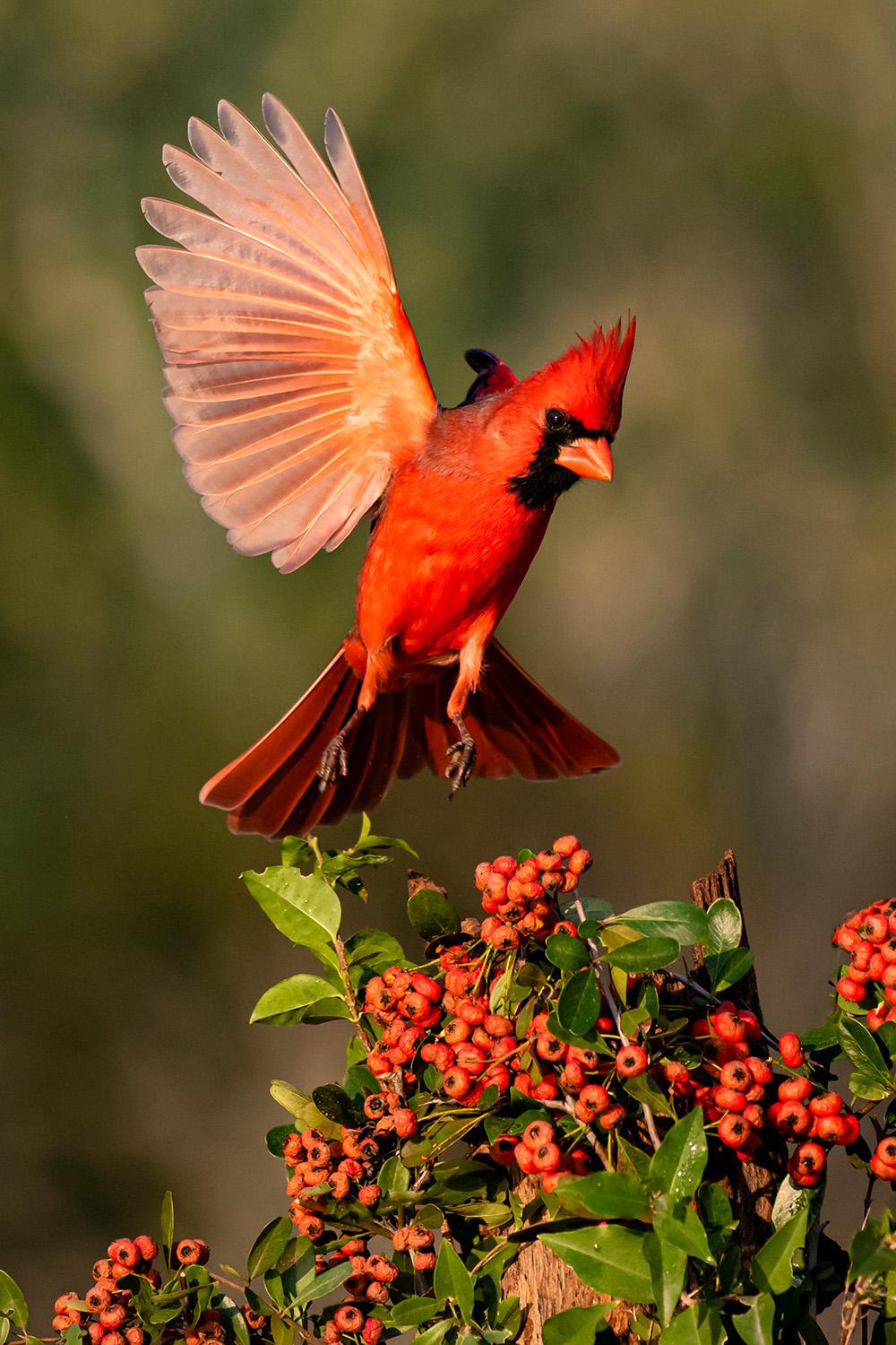 Cardinal