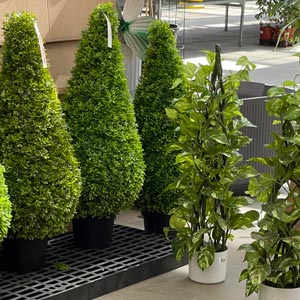 boxwood boxwood