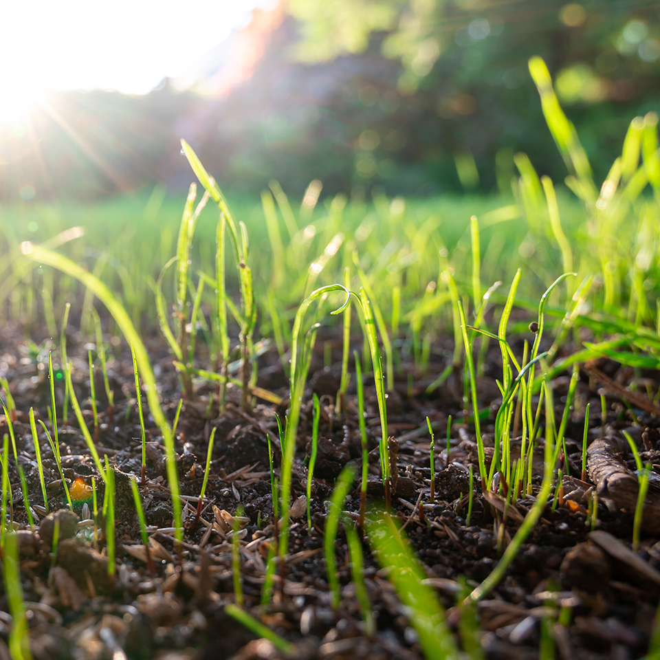 small delicate sprouts of grass coming out of dirt as the sun shines through