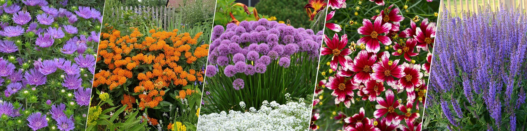 A collage of colorful perennial flowers including purple asters, orange butterfly weed, globe allium, red and white cosmos, and purple salvia in full bloom.