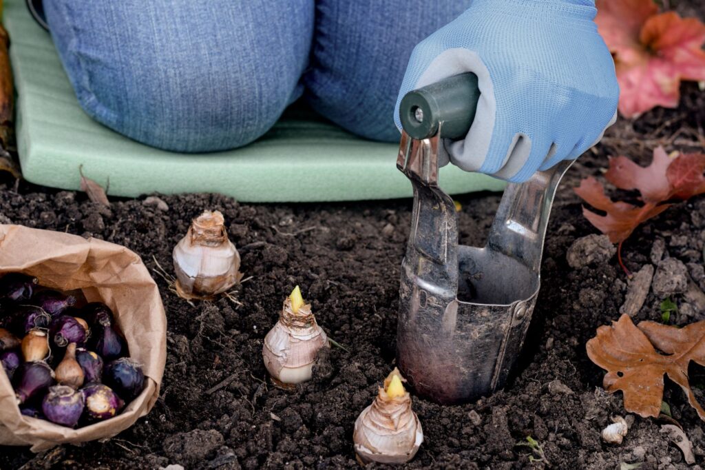 Gardener planting flower bulbs in soil using a bulb planter.