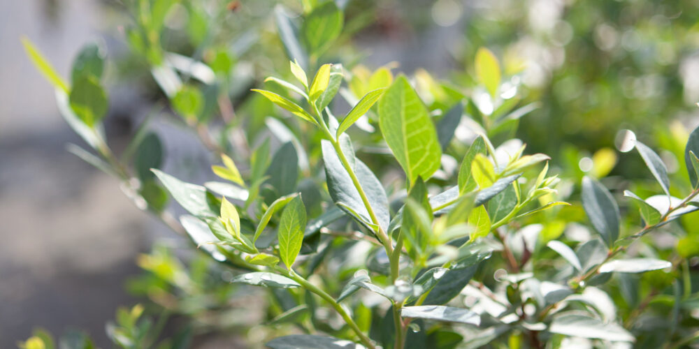 Vibrant Green Foliage Close-up of glossy green foliage with new growth illuminated by sunlight.