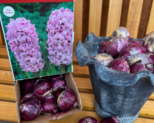 IMG_9683_Bulbs #image_title