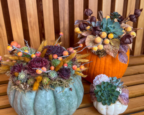 IMG_9714_SuccPumpkins #image_title