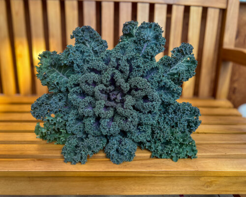 IMG_9716_Kale #image_title