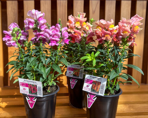 IMG_9720_Annuals #image_title