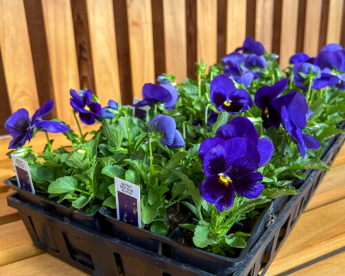 IMG_9724_Pansies #image_title