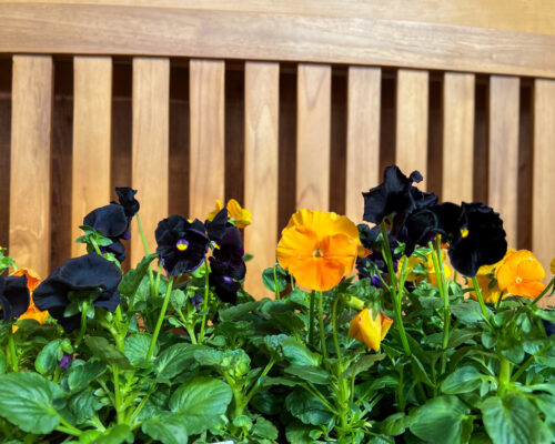 IMG_9728_Pansies #image_title