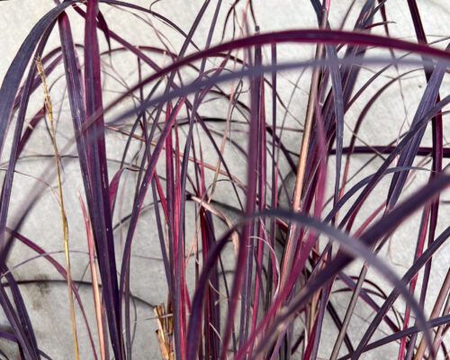 IMG_9748_Grass #image_title