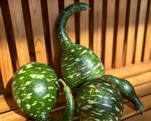 IMG_9768_Gourd #image_title