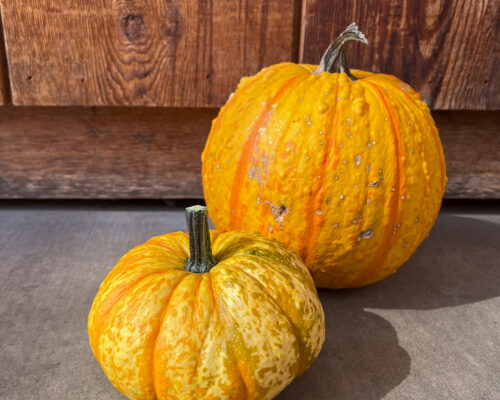 IMG_9769_Pumpkin_FirBal #image_title