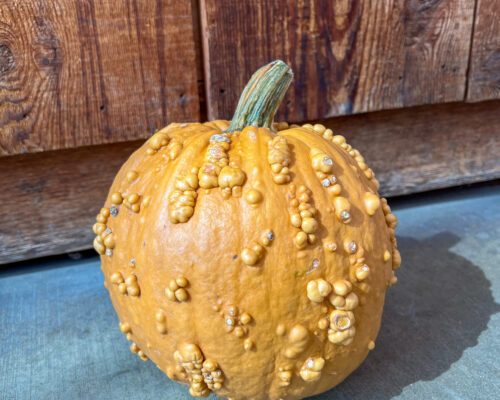 IMG_9770_PumpkinGriBea #image_title