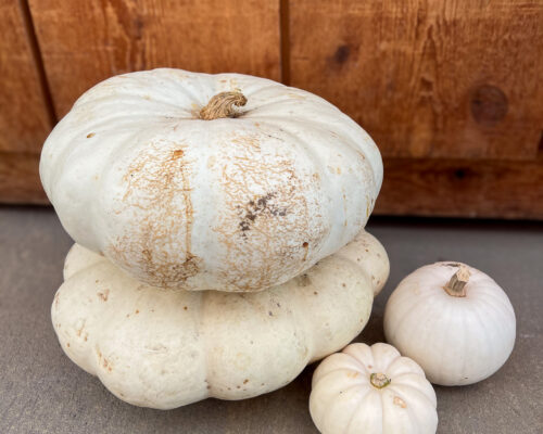 IMG_9772_Pumpkins_Whi #image_title