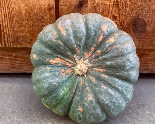 IMG_9776_Pumpkin_ColSun #image_title
