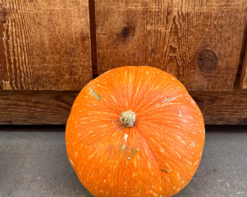 IMG_9777_PumpkinRedEye #image_title